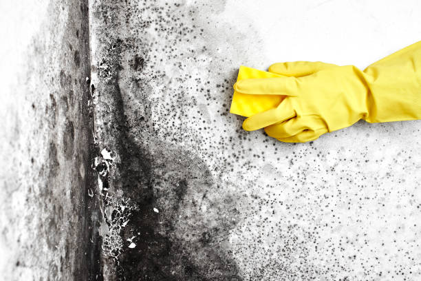 Best Mold Remediation  in Stanleytown, VA
