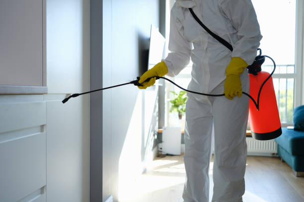 Best Same-Day Mold Removal  in Stanleytown, VA