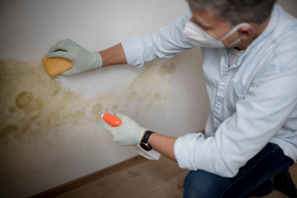 Best Residential Mold Removal  in Stanleytown, VA