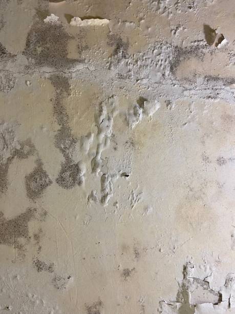 Best Mold Removal Company Near Me  in Stanleytown, VA
