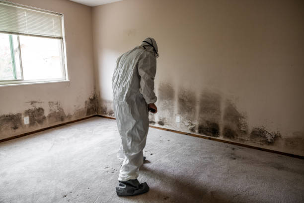 Best Certified Mold Removal  in Stanleytown, VA