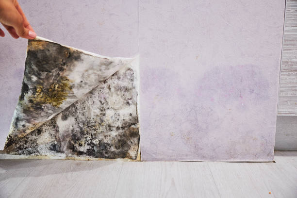 Best Toxic Mold Removal  in Stanleytown, VA